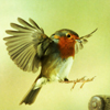 starfleet: A robin with its wings out, about to land on something (The Vigilante - Alighting)