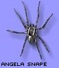 snapes_angel: "Angela Snape's original black spider" (Default)