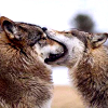 alas_a_llama: (pic#6954793)
