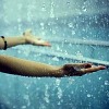 meloukhia: Arms outstretched and facing up in pouring rain (Rain)