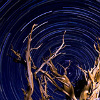 meloukhia: A time-lapse photograph of stars circling over a tree (Circles in the sky)