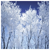 meloukhia: Trees covered with ice on a clear blue day (Ice trees)