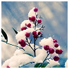 meloukhia: Red berries covered in snow (Snow berries)