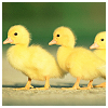 meloukhia: Ducklings. Very cute ones. (Ducklings)