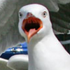 meloukhia: An angry seagull, mouth open to squawk indignantly (Angry Gull)