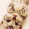 avendya: Kitten on its back! (Stock - kitten!)