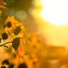 sunshine_messages: (Default)
