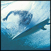 kaelie: (surferunder)