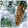 mad_martha: Pine cone (Pine cone)
