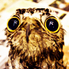 owlboy: (Misc - Sad potoo)