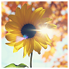 chaymberlaine: sunflower in autumn (seasonal - autumnal sunflower)