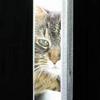 elaineofshalott: Photo of the face of a black-and-tan tiger cat, sitting on a window-sill in the sun. (charlotte)