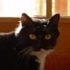 elaineofshalott: My kitty's little face: mostly black but with a white smudge on the left upper lip. (dol)