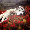 redweth: (wolf)