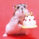 kohikari: a little hamster holding a little birthday cake (for you)