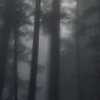 kohikari: tall dark tree trunks obscured by fog (see the forest)