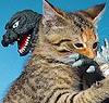 kohikari: a kitten gnawing on a stuffed Godzilla toy (kitten claws)