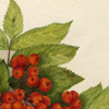 quillori: holly (Xmas: holly)