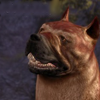 hawkethat: (champion: look at this face)