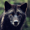 wolfsheart: (Animal: Black Wolf)