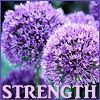 nagasvoice: text="strength" next to spherical lavendar allium blooms (allium)