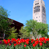 pob: a photo of Ann Arbor (Ann Arbor w/ poppies)