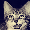 pob: a cat making a funny face (cat hurghh)