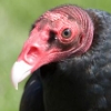 hazmat: (Turkey Vulture)