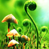 there: mushrooms and curly green plants (songbird { koru })