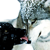 unforgiven: (animals | wolf kisses)