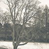 serpentine: (Nature - Bare tree in winter)