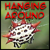 feng_shui_house: Turkey Spider hanging around (Hanging  around)