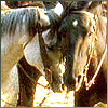 solosundance: Chris and Buck's horses (horse-love)
