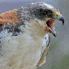 lord_roadkill: ([hawk]: I AM SCARY)