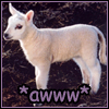 helens78: Tiny adorable lamb.  Caption: *awww* (emote: awww)