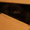 umadoshi: (kittens - Jinksy - peer)