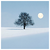 sid: (pretty Tree in snow)