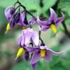 spinner_atropos: The flowers of trailing nightshade, Solanum dulcanarum (nightshade)