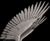 steelfeathers: (wings)
