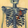 dchan: A red bird inside the ribcage of a skeleton (bird in the heart)