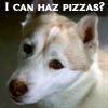 esteefee: Diefenbaker making puppy eyes with text I can haz pizzas? (pizza)