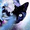 starlit_purple: (kitty: black kitty in the snow)