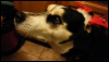 maximumhusky: (doggie looking to the left)