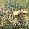 ane: blooming prickly pear cactus (prickly)