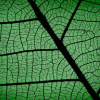 aldersprig: a close up of an alder leaf (Leaf)