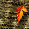 branchandroot: orange leaf on a mat (fall leaf on mat)