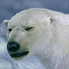 bear_king: (I pledge myself to your cause)