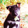 lookingforahome: (puppy)