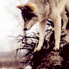 wolfchild: (ɴʏᴍᴇʀɪᴀ ❱❰ wait)