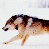 wolfchild: (ɴʏᴍᴇʀɪᴀ ❱❰ run)